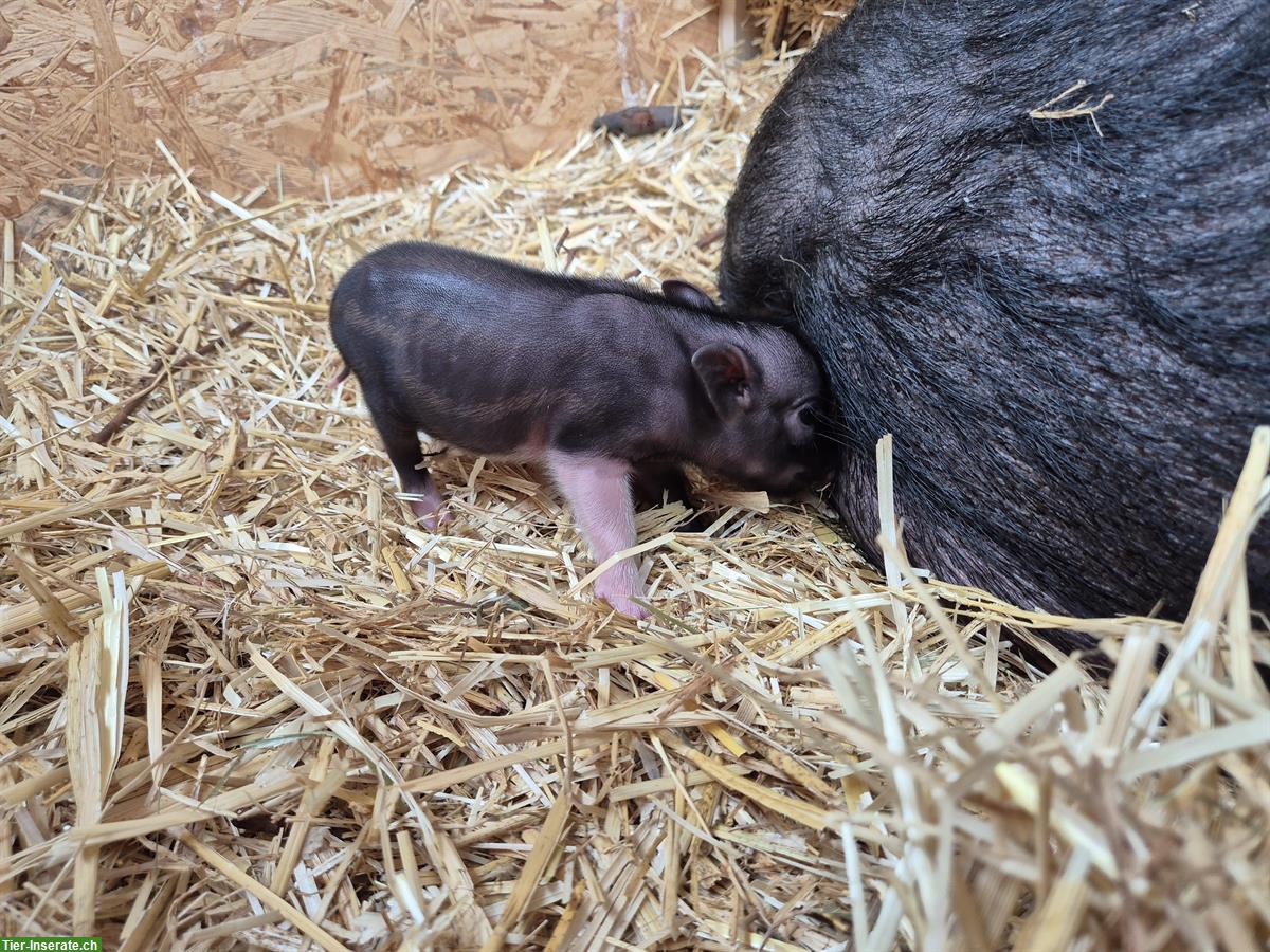 Bild 3: Junge Minipigs abzugeben, ab Dezember
