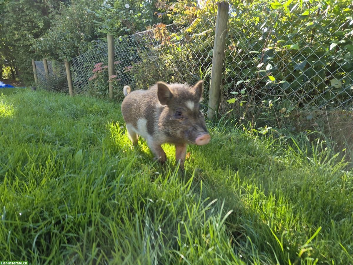 Bild 5: Junge Minipigs abzugeben, ab Dezember