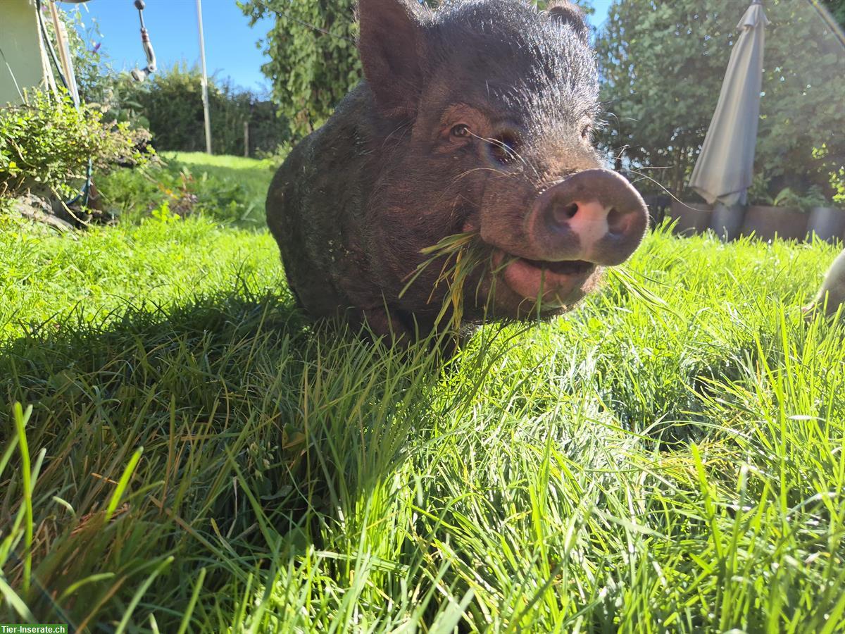 Bild 6: Junge Minipigs abzugeben, ab Dezember