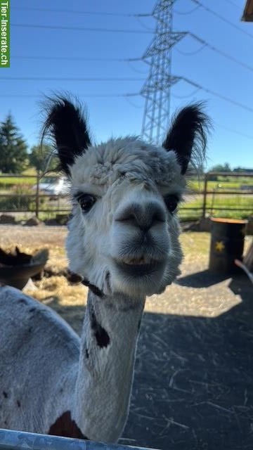 Freiwillige Helfer für Lebenshof gesucht, Schönenberg ZH