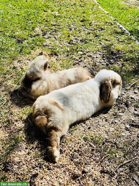 Bild 2: Freiwillige Helfer für Lebenshof gesucht, Schönenberg ZH