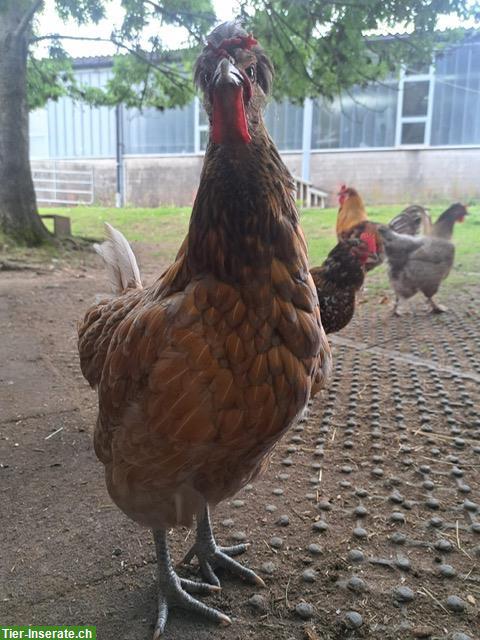 Bild 3: Freiwillige Helfer für Lebenshof gesucht, Schönenberg ZH