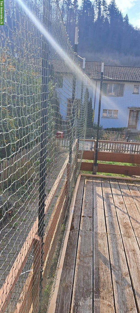 Katzenschutznetz drahtverstärkt, 29m, zu verkaufen