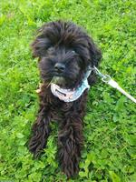 Junger Toy Maltipoo Rüde, 7 Monate, 3kg