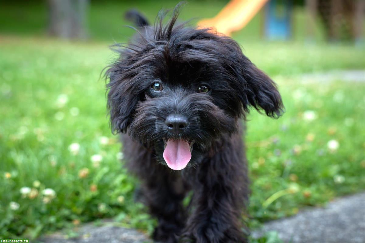 Bild 2: Junger Toy Maltipoo Rüde, 7 Monate, 3kg