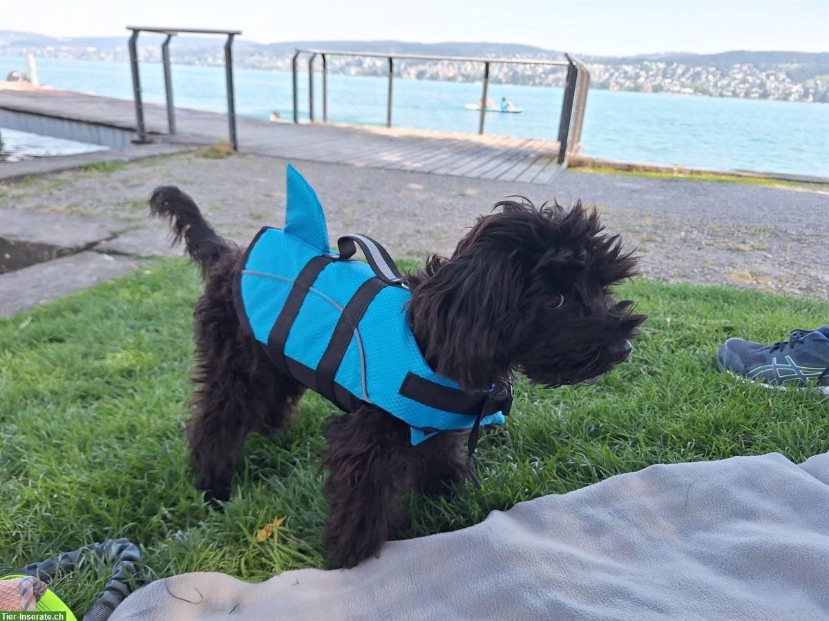 Bild 3: Junger Toy Maltipoo Rüde, 7 Monate, 3kg