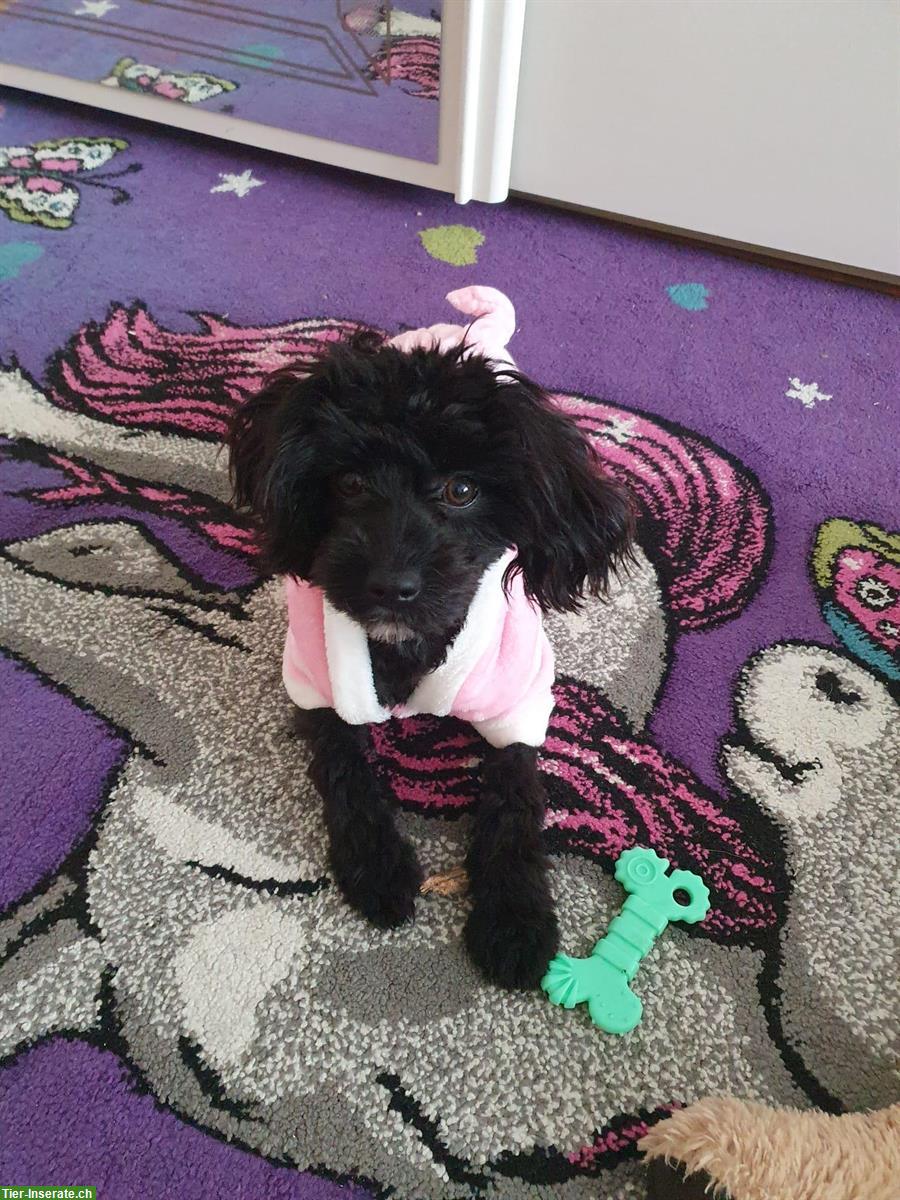 Bild 4: Junger Toy Maltipoo Rüde, 7 Monate, 3kg