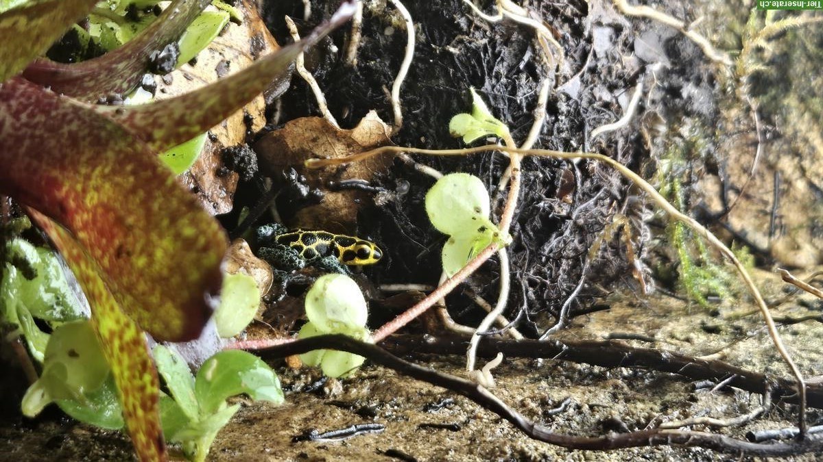 Pfeilgiftfrösche und Gecko mit Terrarium zu verkaufen
