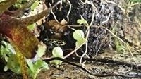 Pfeilgiftfrösche und Gecko mit Terrarium zu verkaufen