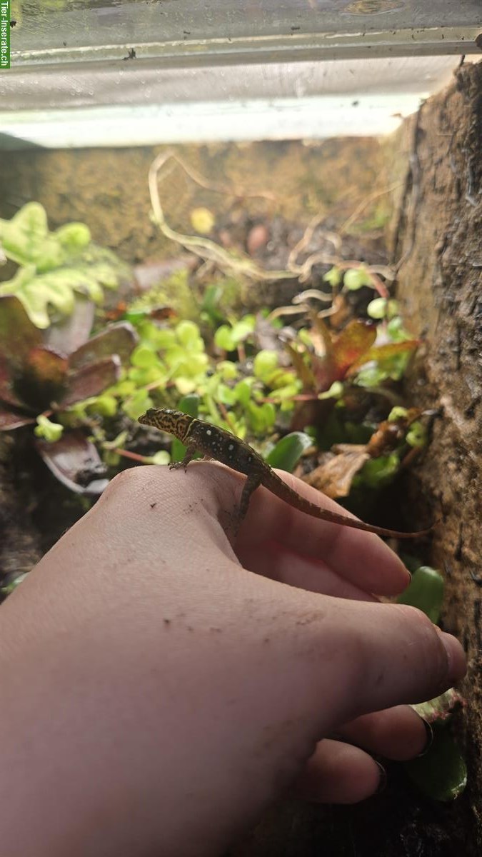 Bild 2: Pfeilgiftfrösche und Gecko mit Terrarium zu verkaufen