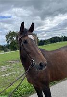 Warmblut Stute, 12-jährig, verschmust und unkompliziert