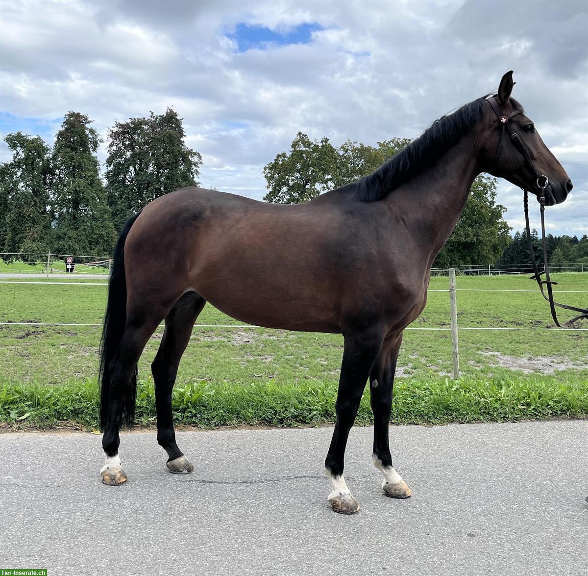 Bild 2: Warmblut Stute, 12-jährig, verschmust und unkompliziert