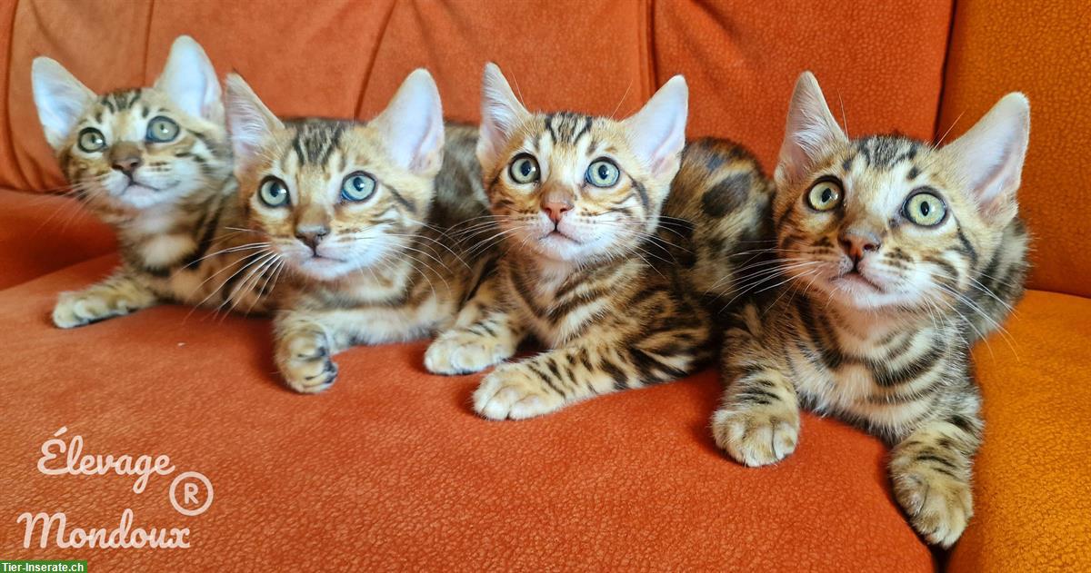 Reinrassige Bengal Katzenbabys suchen ein Zuhause