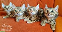 Reinrassige Bengal Katzenbabys suchen ein Zuhause