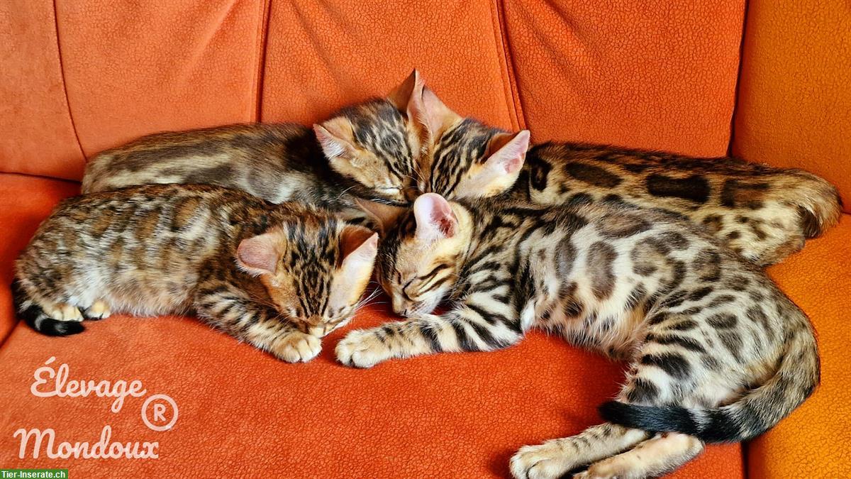 Bild 2: Reinrassige Bengal Katzenbabys suchen ein Zuhause