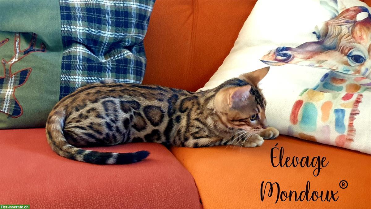 Bild 3: Reinrassige Bengal Katzenbabys suchen ein Zuhause