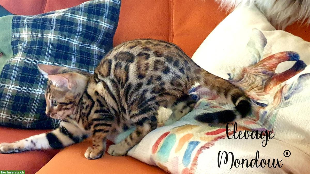 Bild 4: Reinrassige Bengal Katzenbabys suchen ein Zuhause