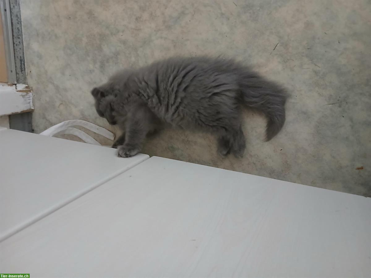 Bild 2: BLH Katzenbaby, Kater zu vergeben