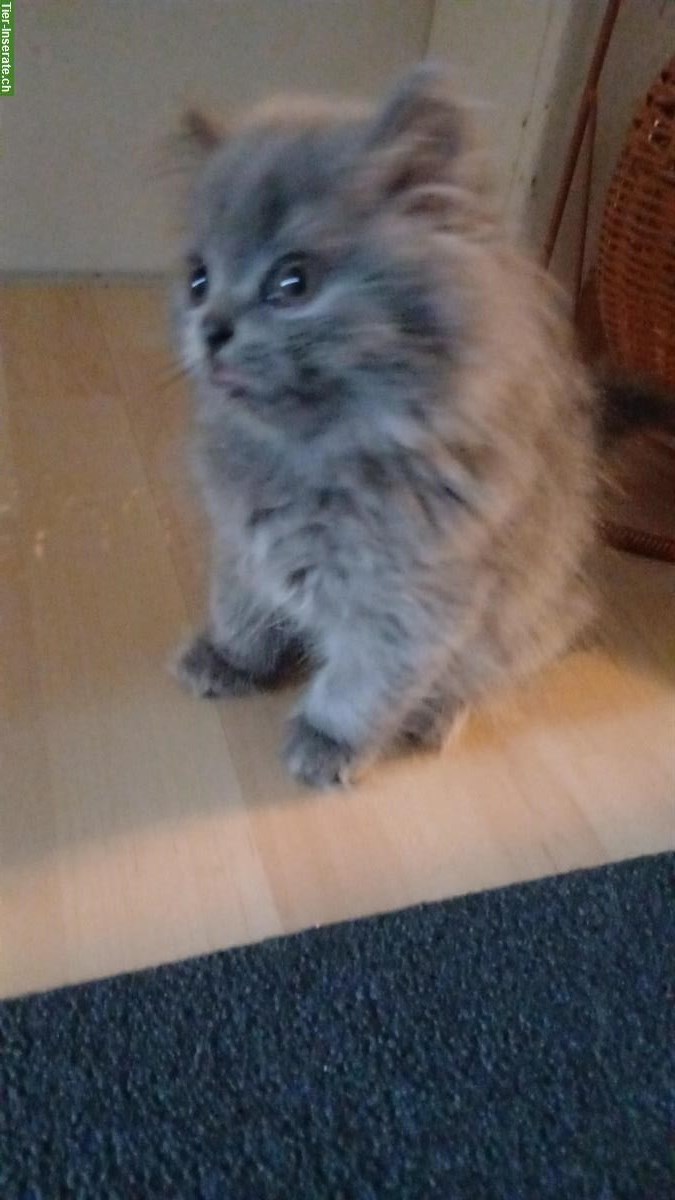 Bild 4: BLH Katzenbaby, Kater zu verkaufen