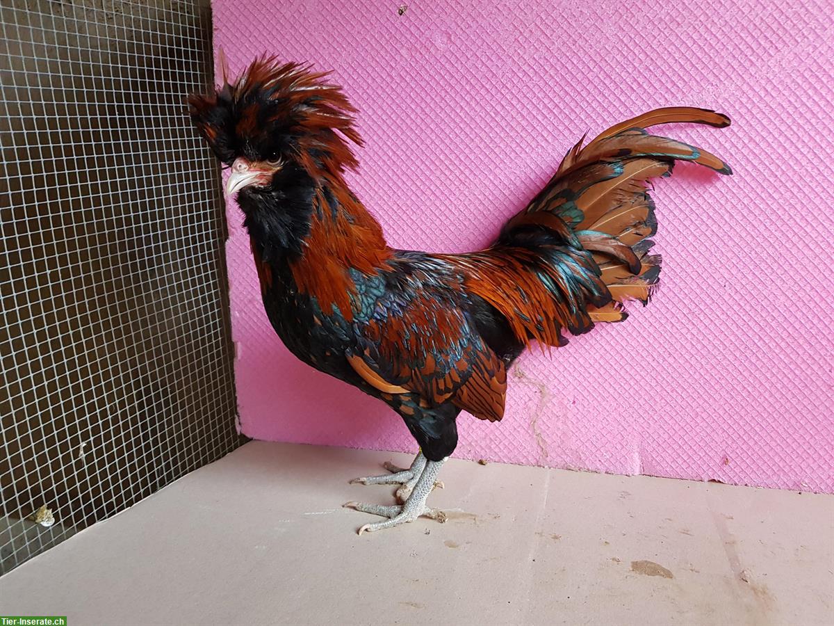 Zwerg Paduaner Hennen und Hähne, verschiedene Farben