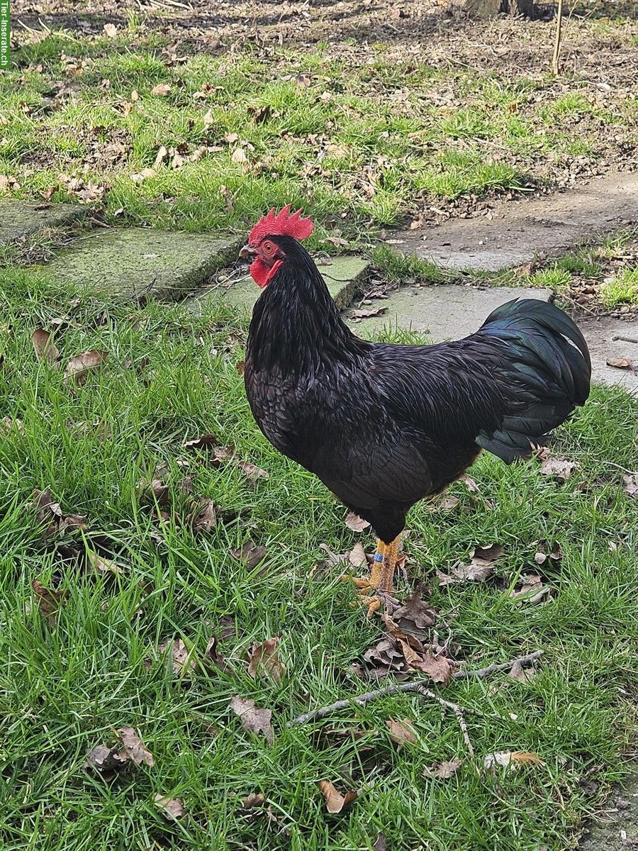 Zwerg Rhodeländer Hennen und Hähne, reinrassig