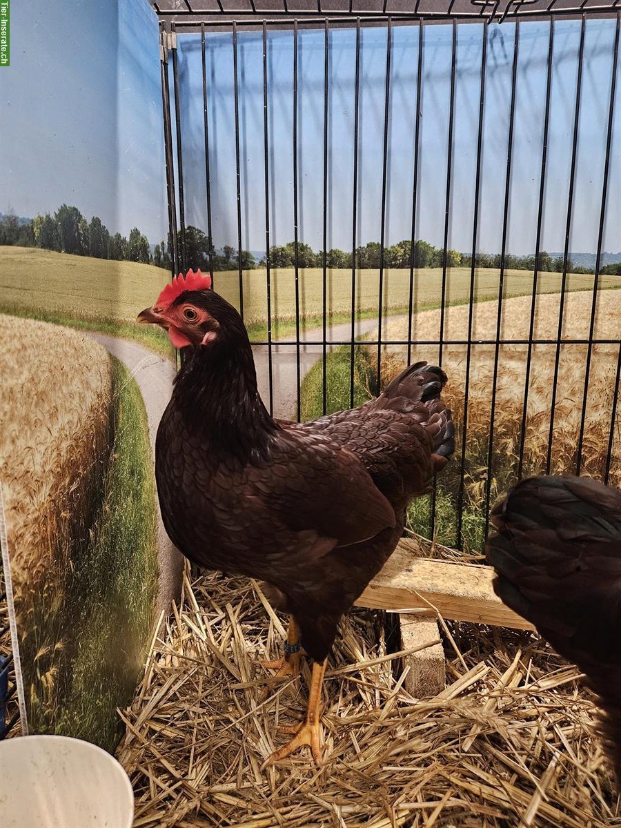Bild 2: Zwerg Rhodeländer Hennen und Hähne, reinrassig