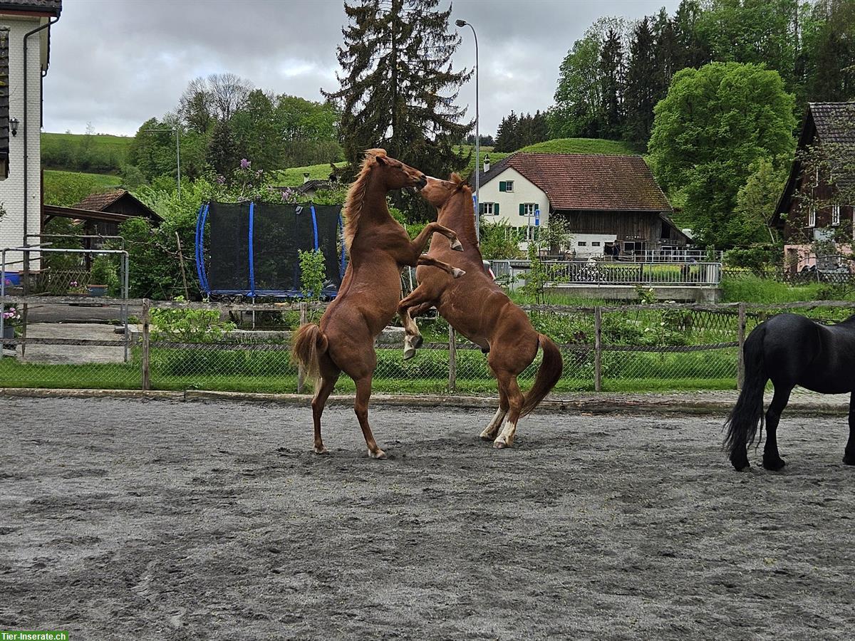 Stallhilfe Teilzeitjob für Pferdepension in 9517 Mettlen