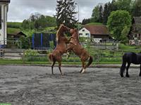 Stallhilfe Teilzeitjob für Pferdepension in 9517 Mettlen