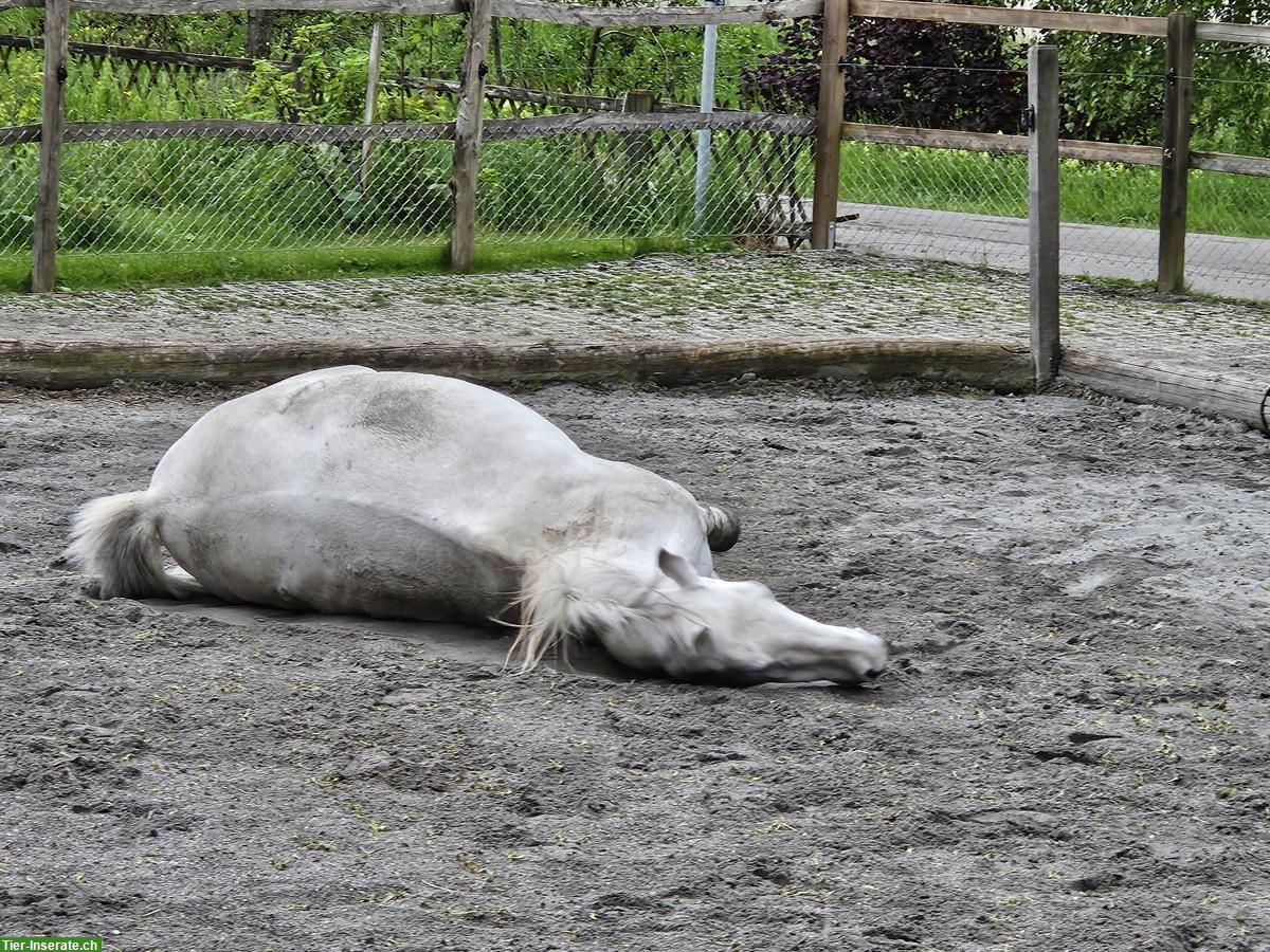 Bild 3: Stallhilfe Teilzeitjob für Pferdepension in 9517 Mettlen