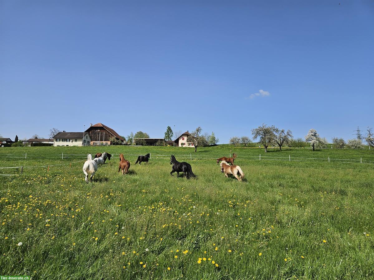 Bild 6: Stallhilfe Teilzeitjob für Pferdepension in 9517 Mettlen