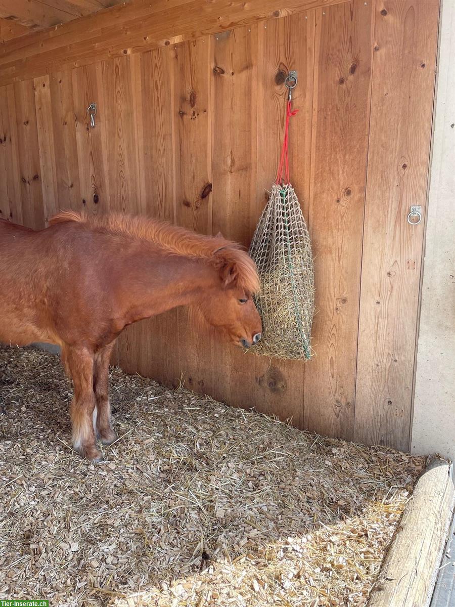 Bild 3: 2 Plätze frei im Offenstall auf Bio-Bauernhof, Gündelhart