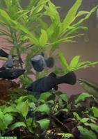 Black Molly Jungfische zu verkaufen