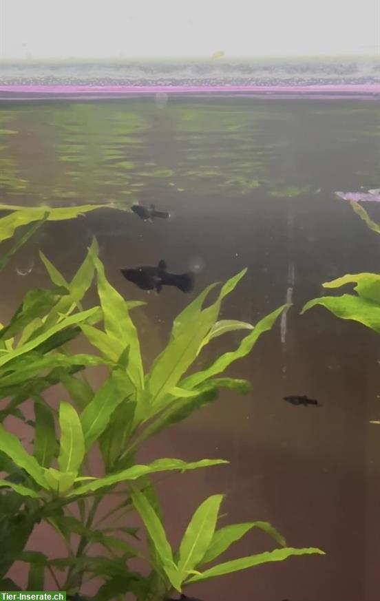Bild 2: Black Molly Jungfische zu verkaufen