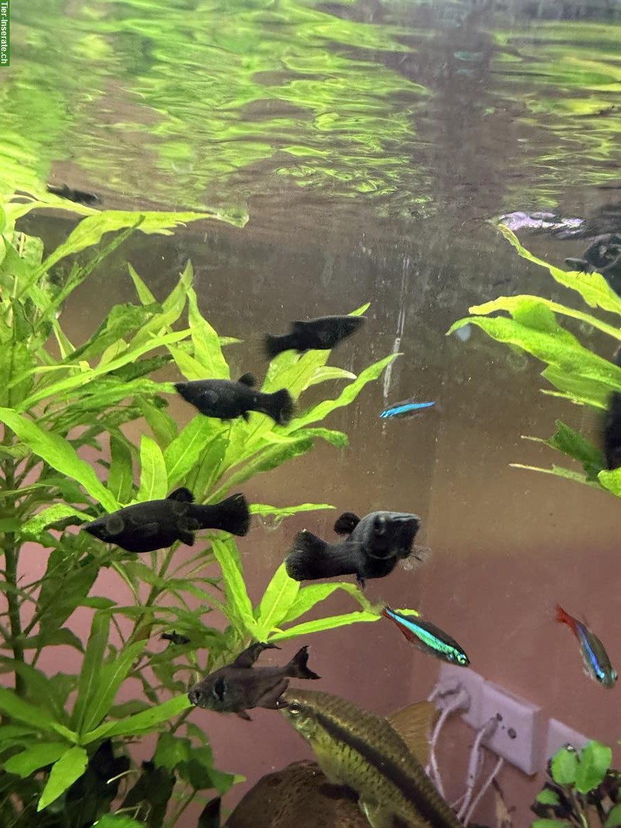Bild 3: Black Molly Jungfische zu verkaufen