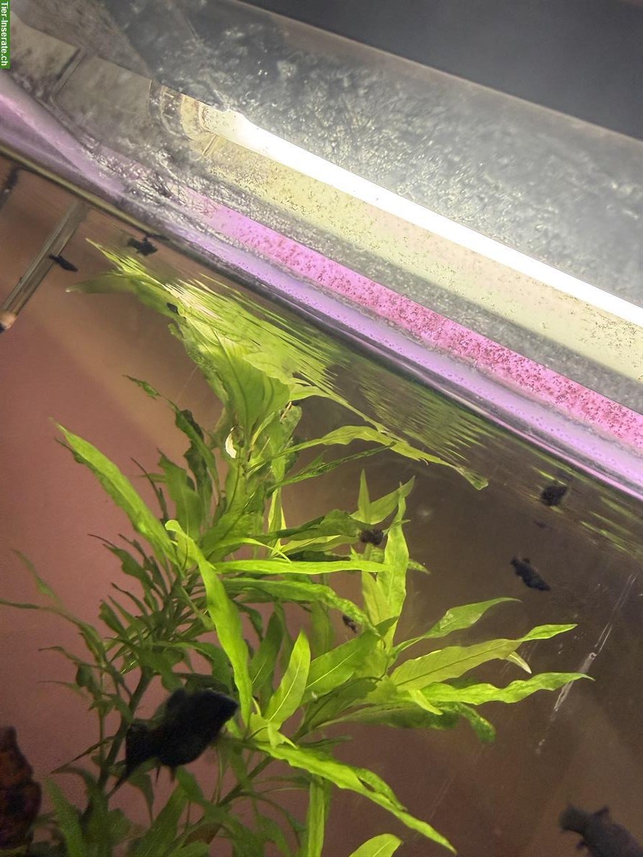 Bild 4: Black Molly Jungfische zu verkaufen