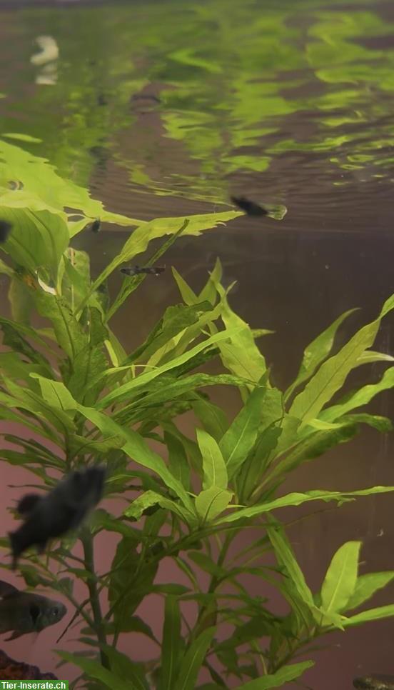 Bild 5: Black Molly Jungfische zu verkaufen