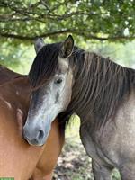 Lusitano Stute (2020), lieb und neugierig, mit APSL-Papiere