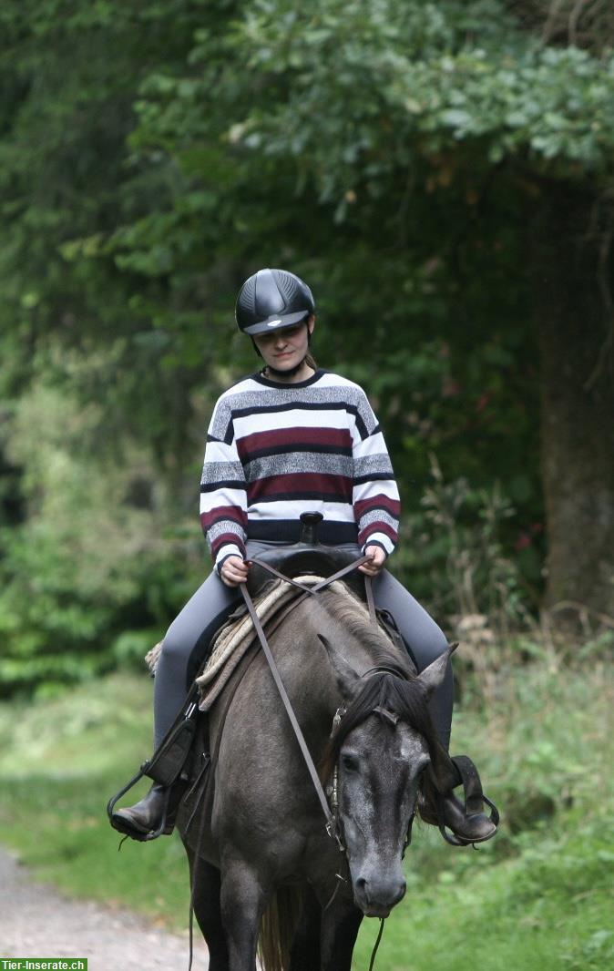 Bild 10: Lusitano Stute (2020), lieb und neugierig, mit APSL-Papiere