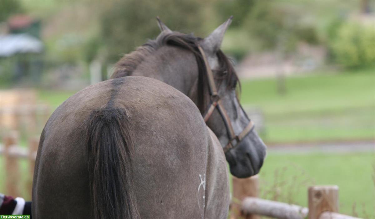 Bild 2: Lusitano Stute (2020), lieb und neugierig, mit APSL-Papiere