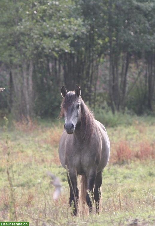Bild 3: Lusitano Stute (2020), lieb und neugierig, mit APSL-Papiere