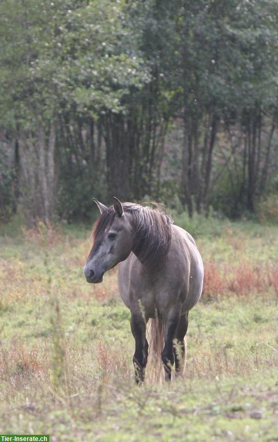 Bild 4: Lusitano Stute (2020), lieb und neugierig, mit APSL-Papiere