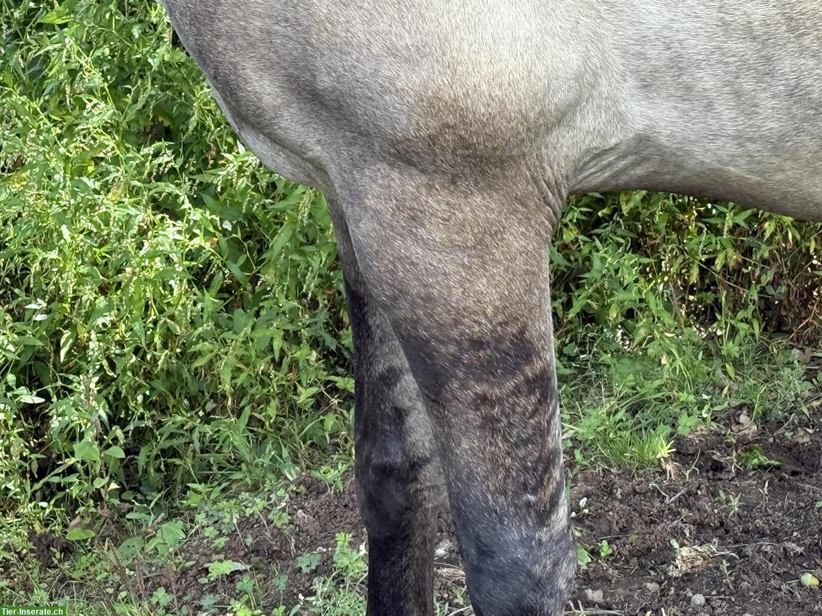 Bild 5: Lusitano Stute (2020), lieb und neugierig, mit APSL-Papiere