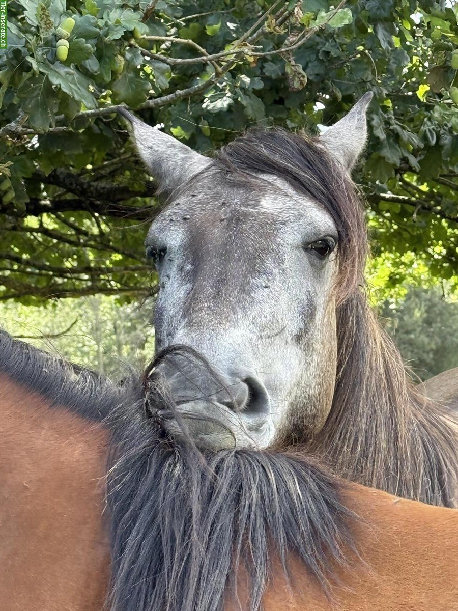 Bild 6: Lusitano Stute (2020), lieb und neugierig, mit APSL-Papiere
