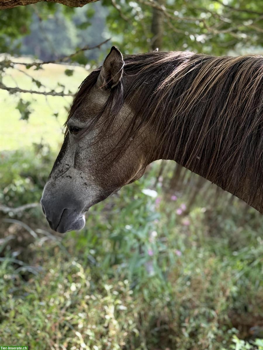Bild 7: Lusitano Stute (2020), lieb und neugierig, mit APSL-Papiere