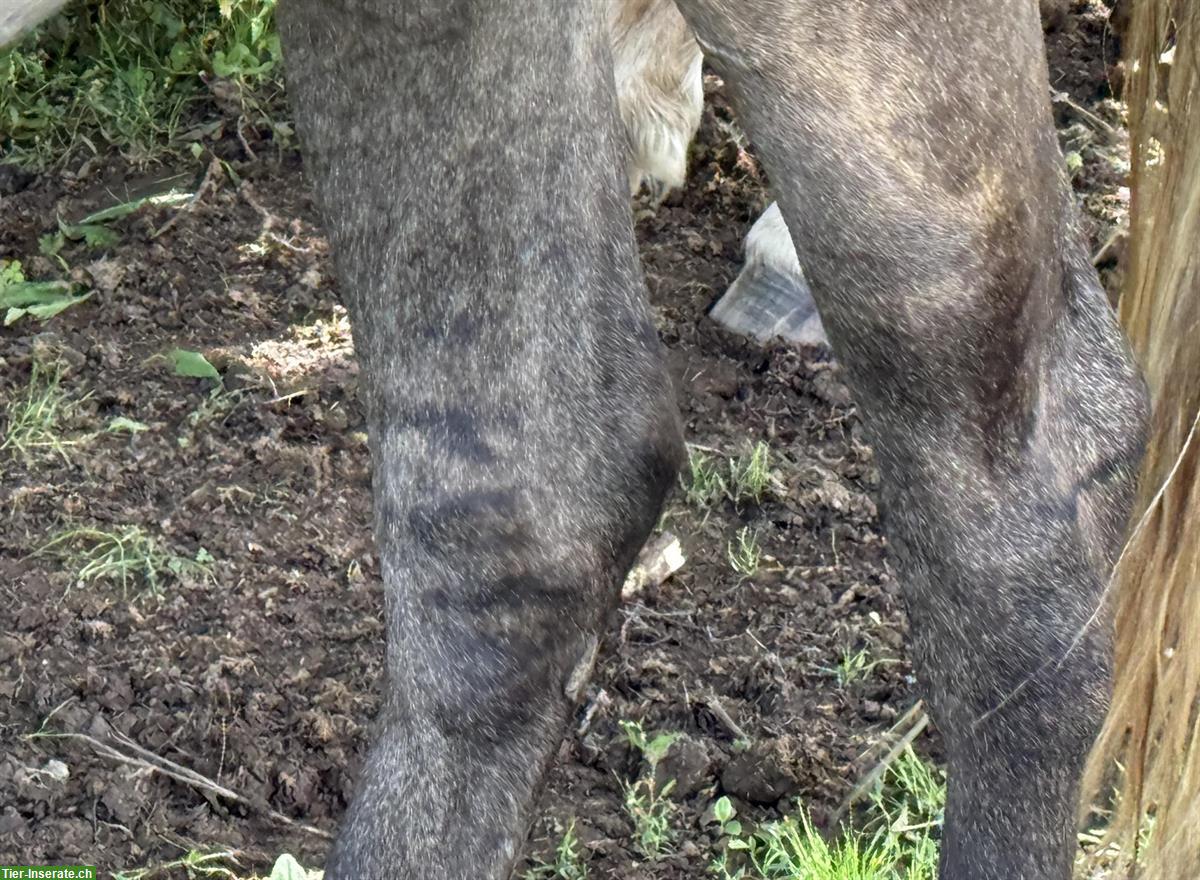 Bild 8: Lusitano Stute (2020), lieb und neugierig, mit APSL-Papiere
