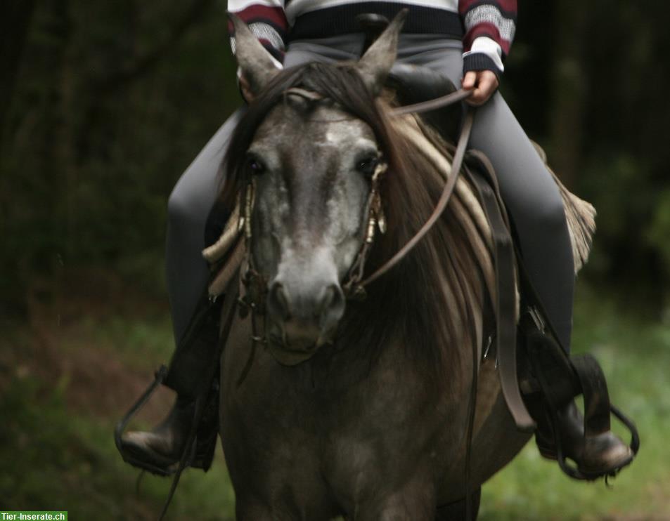 Bild 9: Lusitano Stute (2020), lieb und neugierig, mit APSL-Papiere