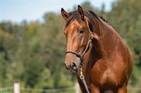 Lusitano Wallach, 3.5-jährig, mit Potential für Dressur
