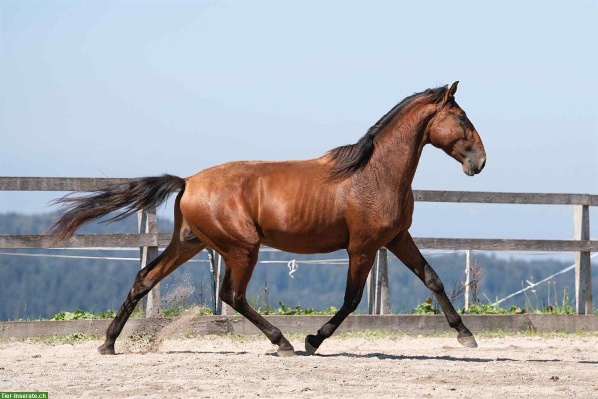 Bild 2: Lusitano Wallach, 3.5-jährig, mit Potential für Dressur