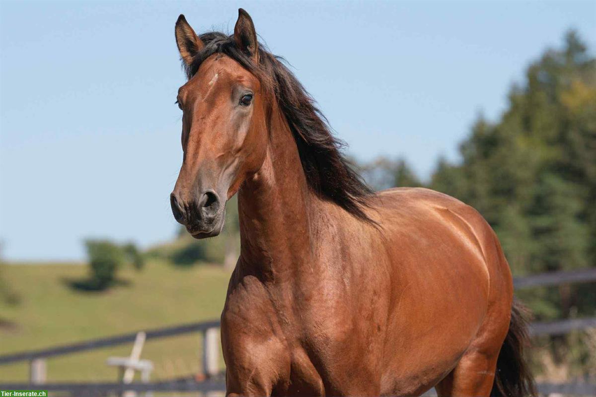 Bild 3: Lusitano Wallach, 3.5-jährig, mit Potential für Dressur