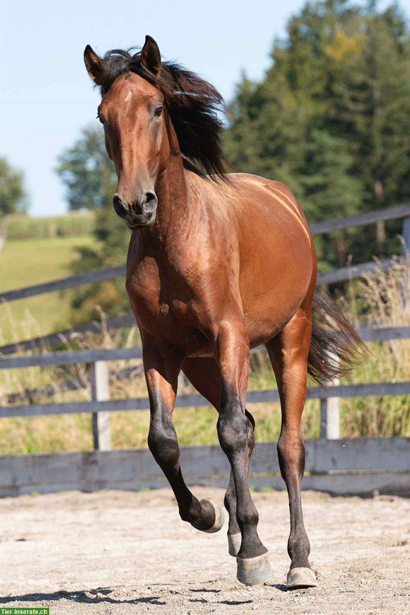 Bild 4: Lusitano Wallach, 3.5-jährig, mit Potential für Dressur